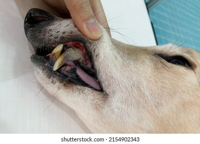 The Signs Of Dental Disease In Pets. Periodontitis Is A Bacteria That Can Infect Your Dog’s Mouth. 