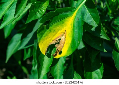 Signs Of Late Blight On Pepper Leaves.