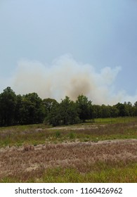 Signs Of Wild Fire In Ocala National Forest