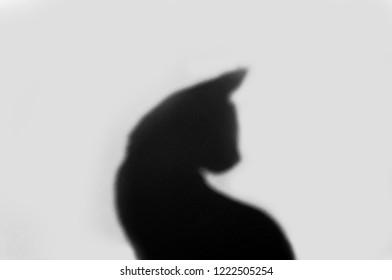 15,859 Real cat Images, Stock Photos & Vectors | Shutterstock