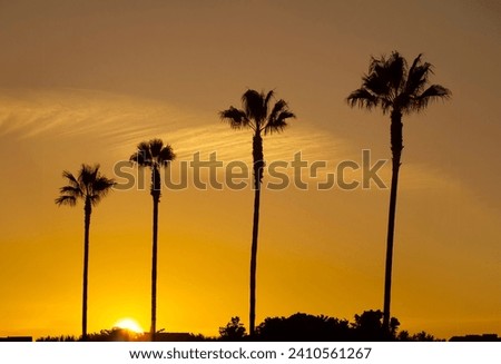Sihouette of four Mexican fan palm trees at sunset with an interesting white cloud 