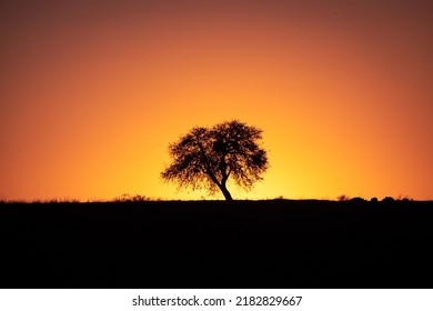 Sihouette of a tree during sunset