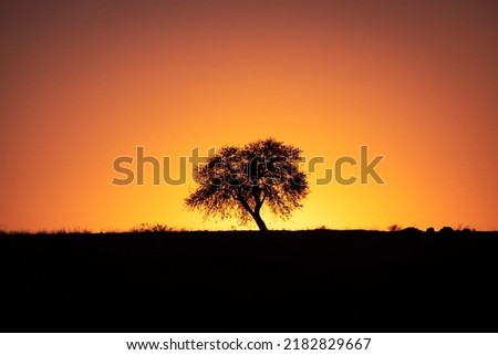 Sihouette of a tree during sunset