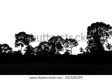 Sihouette of trees  at nature landscape