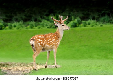 Sika Deer