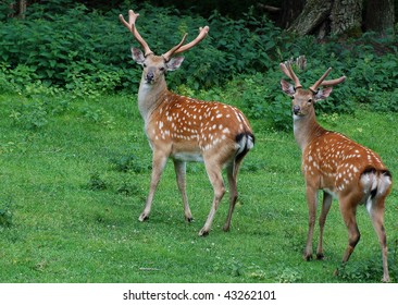 Sika Deer