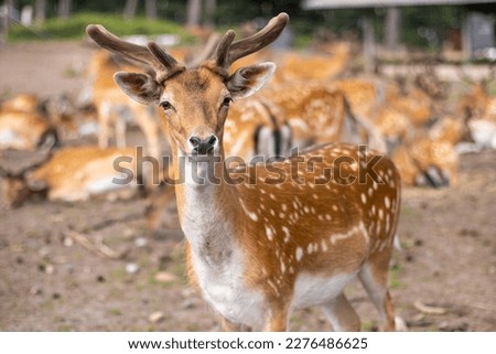 Sika deer with antlers axis axis stands and looks at the camera.The concept of nature, wild world, environment, farm, breeding, protection, dietary, meat, reserve, animals, mammals, travel,zoology.