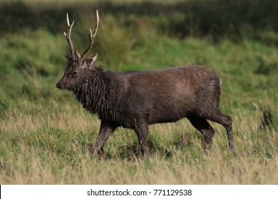 Sika Deer Cervus Nippon