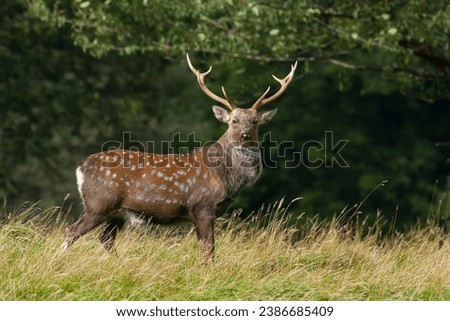 Sika Deer  (Cervus nippon) closeup in the wild