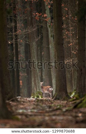 Similar – A little deer stands in the forest