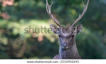sika deer (Cervus nippon) forging in the forest