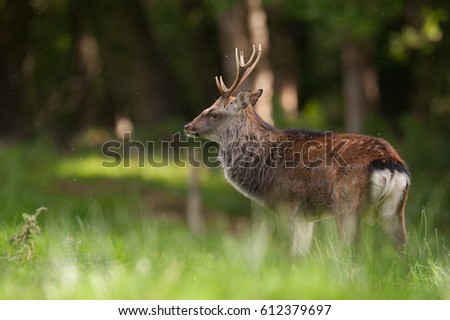 Sika deer ( Cervus nippon) Ireland