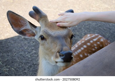 Sika Deer Close-up On A Reindeer Farm. A Human Hand Strokes The Muzzle Of A Young Sika Deer. The Most Endangered Species Of Deer. Foreground. Wildlife. Wild Farm, Republic Of Tatarstan, Russia 2021.