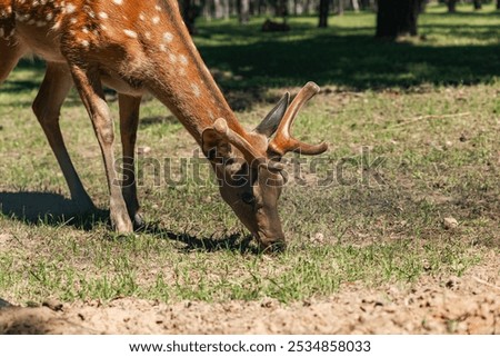 Sika deer eats grass in a meadow surrounded by a fence at the zoo. A beautiful deer grazes peacefully on a green meadow on a sunny day. Deer eats grass in the meadow.