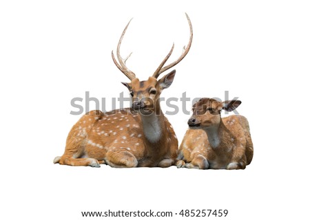 Sika deer family sitting and relax isolated on white background