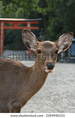 A sika deer in front of a Shinto shrine torii gate - Nara, Japan