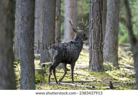 sika deer in heat in northern Bohemia