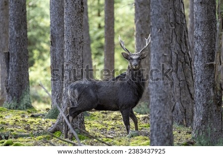 sika deer in heat in northern Bohemia