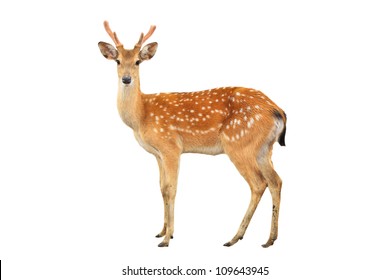 Sika Deer Isolated On White Background