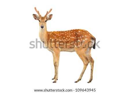 sika deer isolated on white background