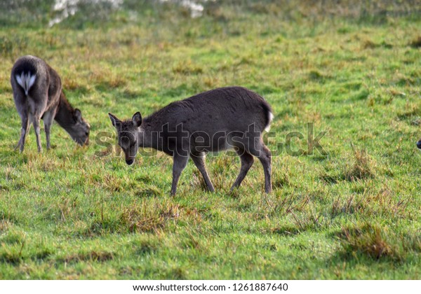 Sika Deer Killarney National Park Kerry Stock Photo Edit Now