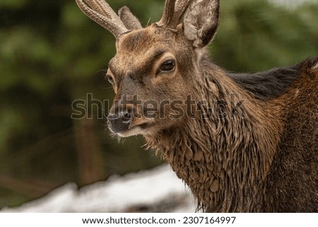 sika deer male in winter prague