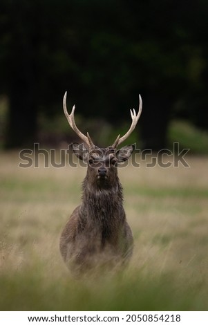 Sika deer in the meadow.  Deer during autumn time. European wildlife. 