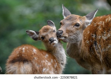 sika deer mother and fawn cuddling and kissing together