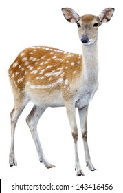 Sika Deer On White Background.