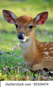 Sika Deer One Few Deer Species Stock Photo 83104474 | Shutterstock