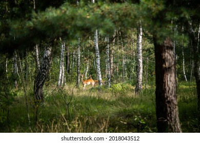 Sika Deer In A Picturesque Location, Incredible Wildlife