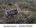 Sika Deer, stag, scientific name Cervus Nippon, walking on a hill in Glendalough highlands. Hiking in beautiful autumn Wicklow Mountains, Ireland