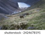 Sika Deer, stag, scientific name Cervus Nippon, gazing in Glendalough highlands. Hiking in beautiful autumn Wicklow Mountains, Ireland