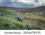 Sika Deer, stag, scientific name Cervus Nippon, looking at camera in Glendalough highlands. Hiking in beautiful autumn Wicklow Mountains, Ireland