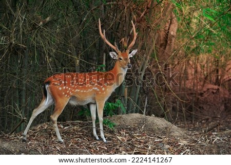 sika deer stand alone in the forest