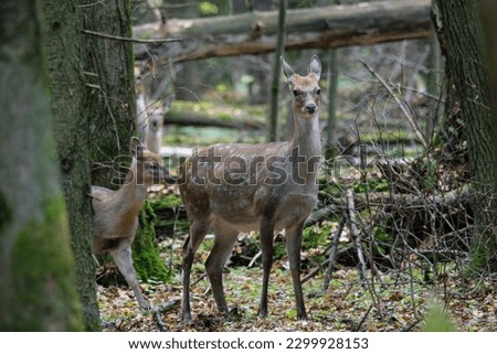 The sika deer (the female). The Moscow region, Mytishchi.