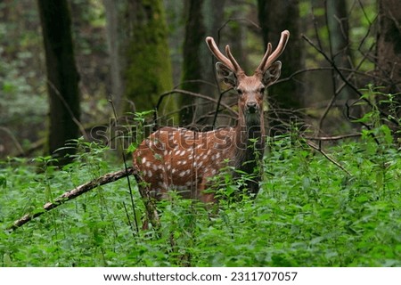 The sika deer (the male). The Moscow region, Mytishchi.