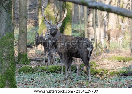 The sika deer (the male). The Moscow region, Mytishchi. 