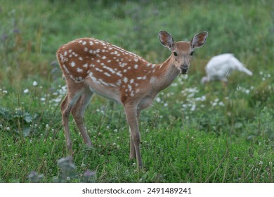 Sika deer walk on green grass. Young sika deer walking freely in summer. - Powered by Shutterstock