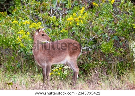 A Sika Elk (Cervus nippon) at Assateague Island National Seashore, Maryland