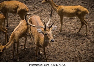 Deer Feeders Images Stock Photos Vectors Shutterstock