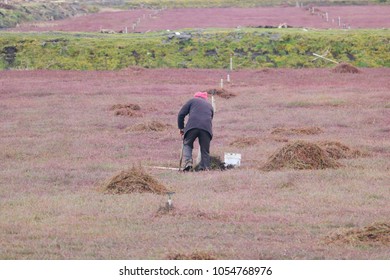 A Sikh Farmer Works In His Cranberry Field Setting Up The Irrigation System. 