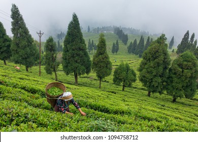 Sikkim, India - April 21, 2017: Unidentified Woman Collecting Fresh Tea Leaves From The Tea Plantation Near The Darjeeling, India