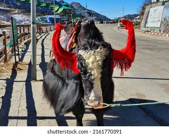 Sikkim, India - January 1, 2021: Yak On The Road In Sikkim