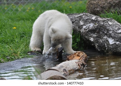 Siku Playing In Water