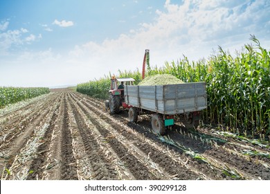 Silage Corn Maize Harvest