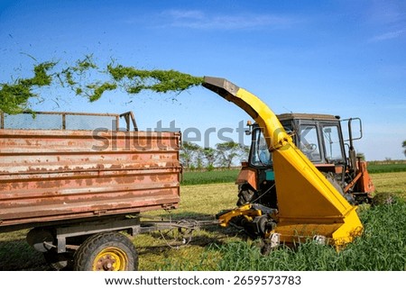 Silage process for stocking feed animals. Tractor with mounted agricultural machine, dragging forage harvester for silage, is depositing fresh harvested green crop in trailer behind.