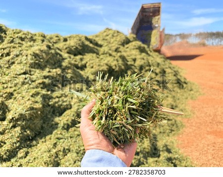 Silage process tecnology for stocking feed animals. Detais for grass silage forage on the hand