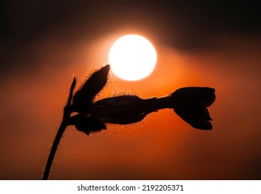 Silene Latifoli, Or Flake Against The Background Of The Evening Sky.
Silene Latifoli Flowers Are Closed During The Day And Open Only At Dusk, Exuding An Unusual Aroma.  Used As A Mild Sleeping Pill.
