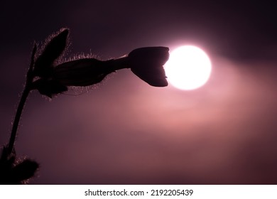 Silene Latifoli, Or Flake Against The Background Of The Evening Sky.
Silene Latifoli Flowers Are Closed During The Day And Open Only At Dusk, Exuding An Unusual Aroma.  Used As A Mild Sleeping Pill.
